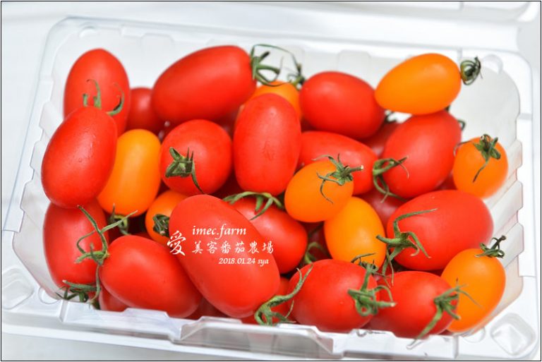 愛美客番茄農場