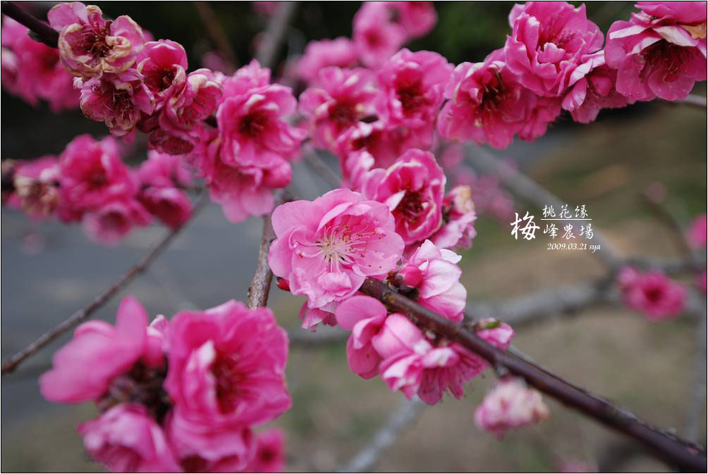 梅峰農場 | 桃花緣