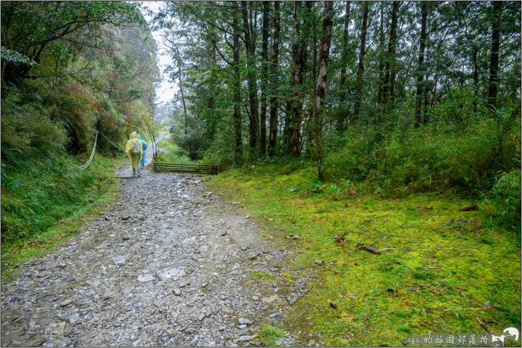 山毛櫸步道|秋季限定!雙腳走讀太平山的金黃色稜線美景 13 太平山 山毛櫸步道
