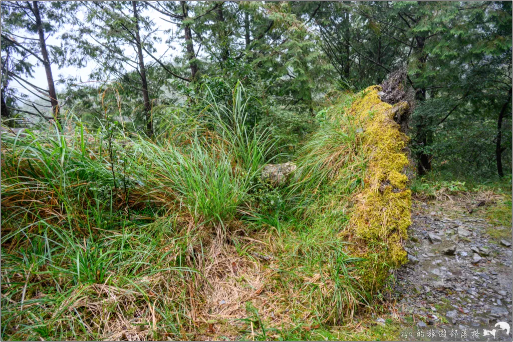 山毛櫸步道|秋季限定!雙腳走讀太平山的金黃色稜線美景 16 太平山 山毛櫸步道
