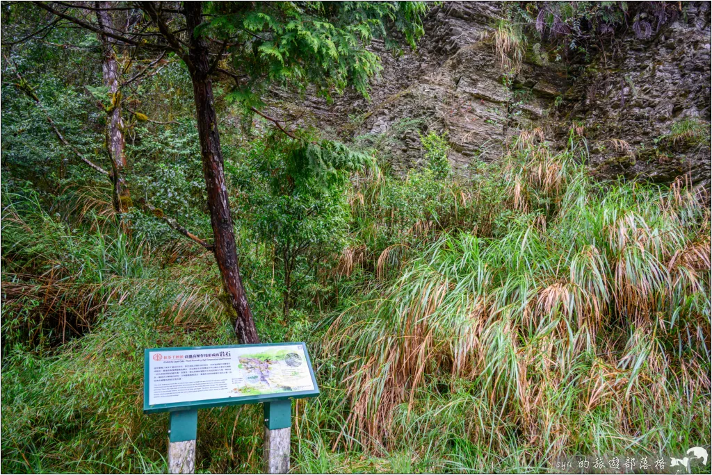 山毛櫸步道|秋季限定!雙腳走讀太平山的金黃色稜線美景 17 太平山 山毛櫸步道