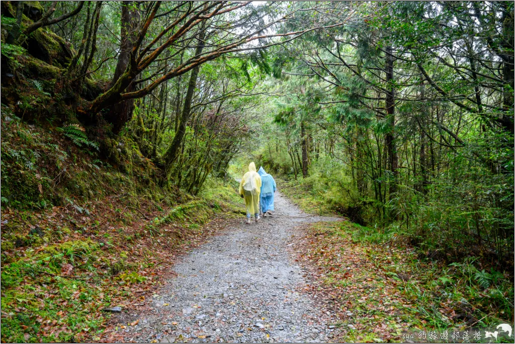 山毛櫸步道|秋季限定!雙腳走讀太平山的金黃色稜線美景 19 太平山 山毛櫸步道