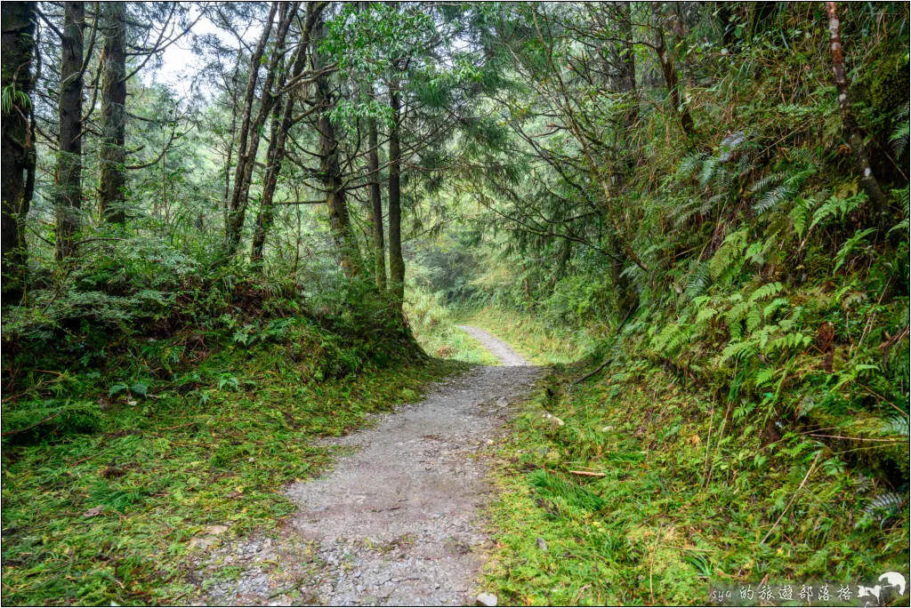 山毛櫸步道|秋季限定!雙腳走讀太平山的金黃色稜線美景 21 太平山 山毛櫸步道