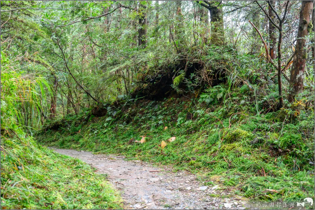 山毛櫸步道|秋季限定!雙腳走讀太平山的金黃色稜線美景 22 太平山 山毛櫸步道