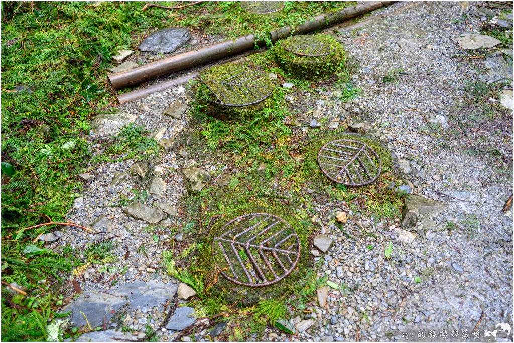 山毛櫸步道|秋季限定!雙腳走讀太平山的金黃色稜線美景 23 太平山 山毛櫸步道