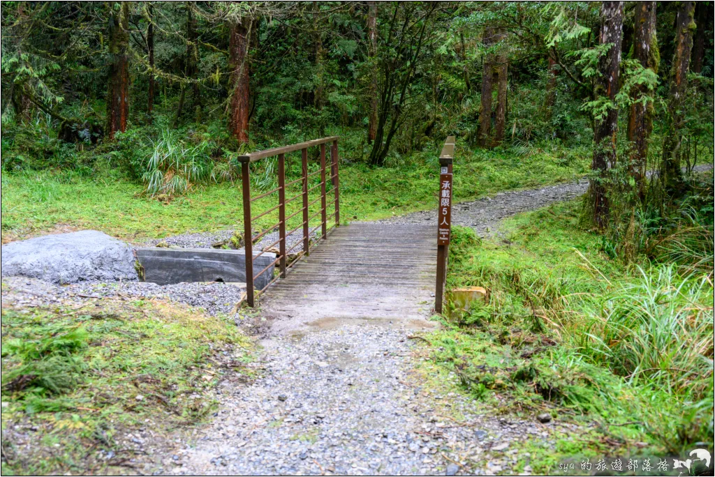 山毛櫸步道|秋季限定!雙腳走讀太平山的金黃色稜線美景 24 太平山 山毛櫸步道