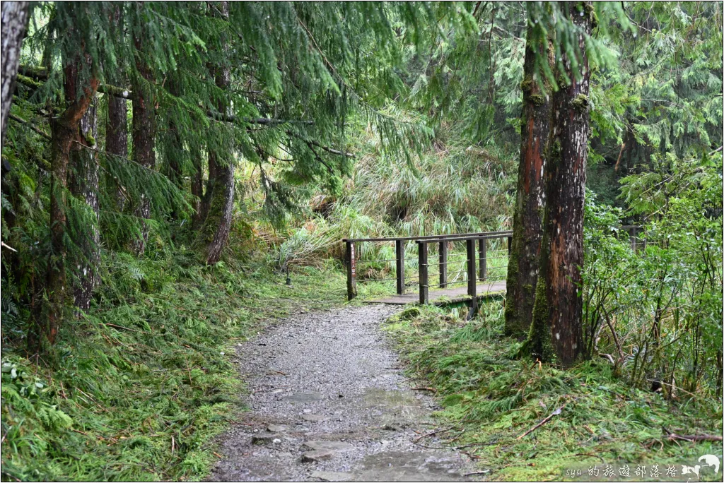 山毛櫸步道|秋季限定!雙腳走讀太平山的金黃色稜線美景 27 太平山 山毛櫸步道