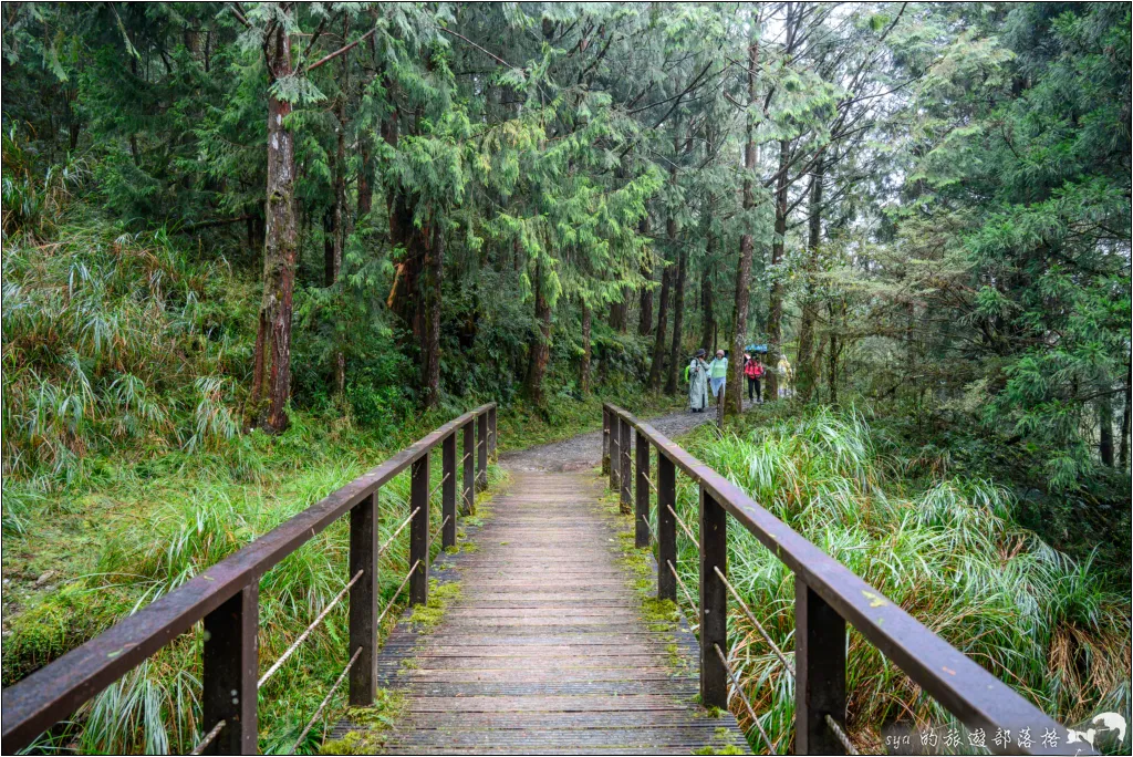 山毛櫸步道|秋季限定!雙腳走讀太平山的金黃色稜線美景 28 太平山 山毛櫸步道