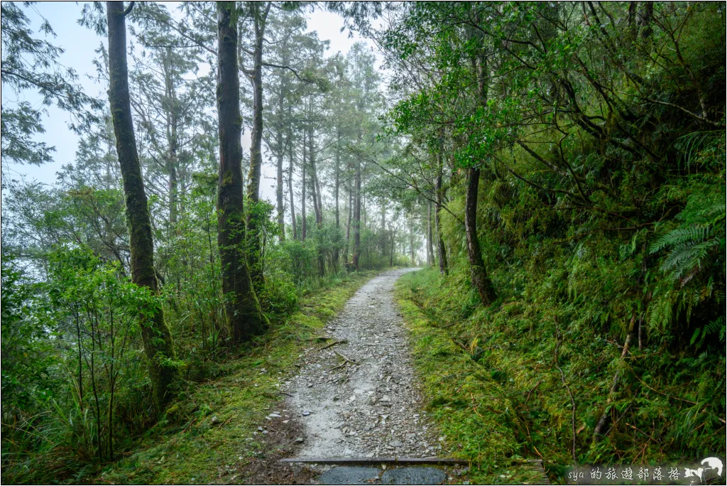 山毛櫸步道|秋季限定!雙腳走讀太平山的金黃色稜線美景 29 太平山 山毛櫸步道
