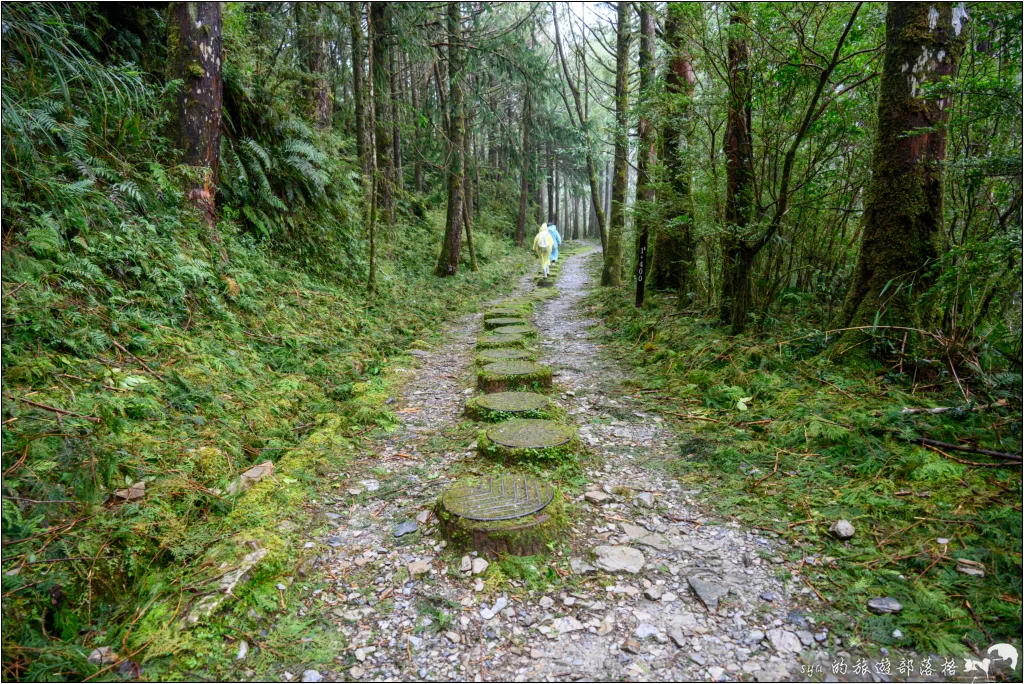 山毛櫸步道|秋季限定!雙腳走讀太平山的金黃色稜線美景 33 太平山 山毛櫸步道