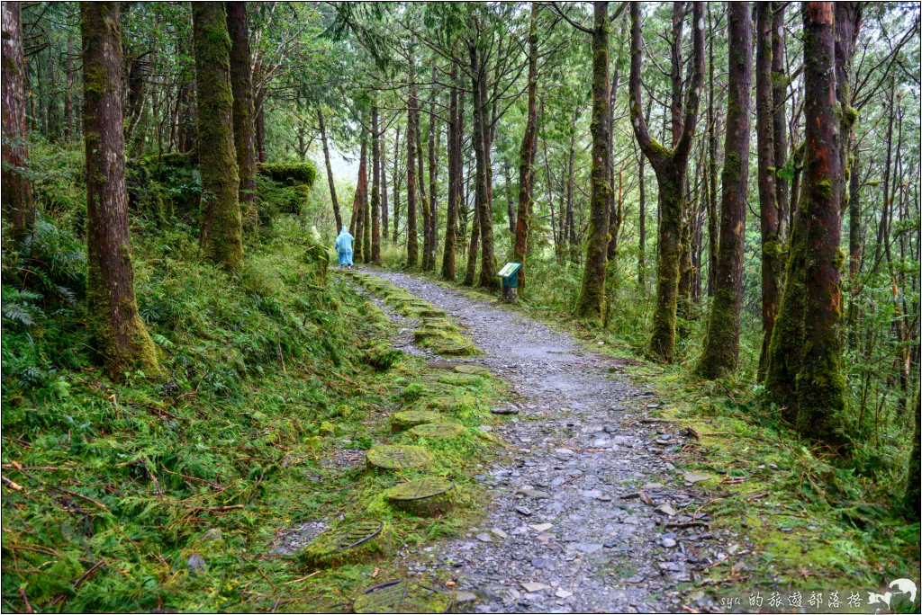 山毛櫸步道|秋季限定!雙腳走讀太平山的金黃色稜線美景 34 太平山 山毛櫸步道