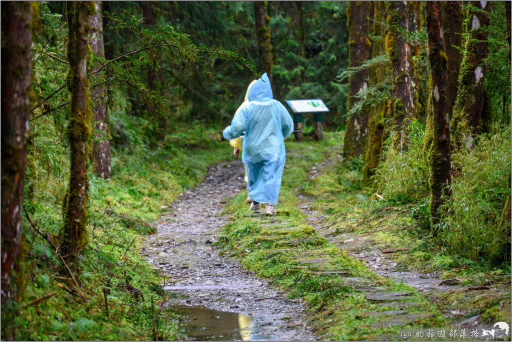 山毛櫸步道|秋季限定!雙腳走讀太平山的金黃色稜線美景 35 太平山 山毛櫸步道