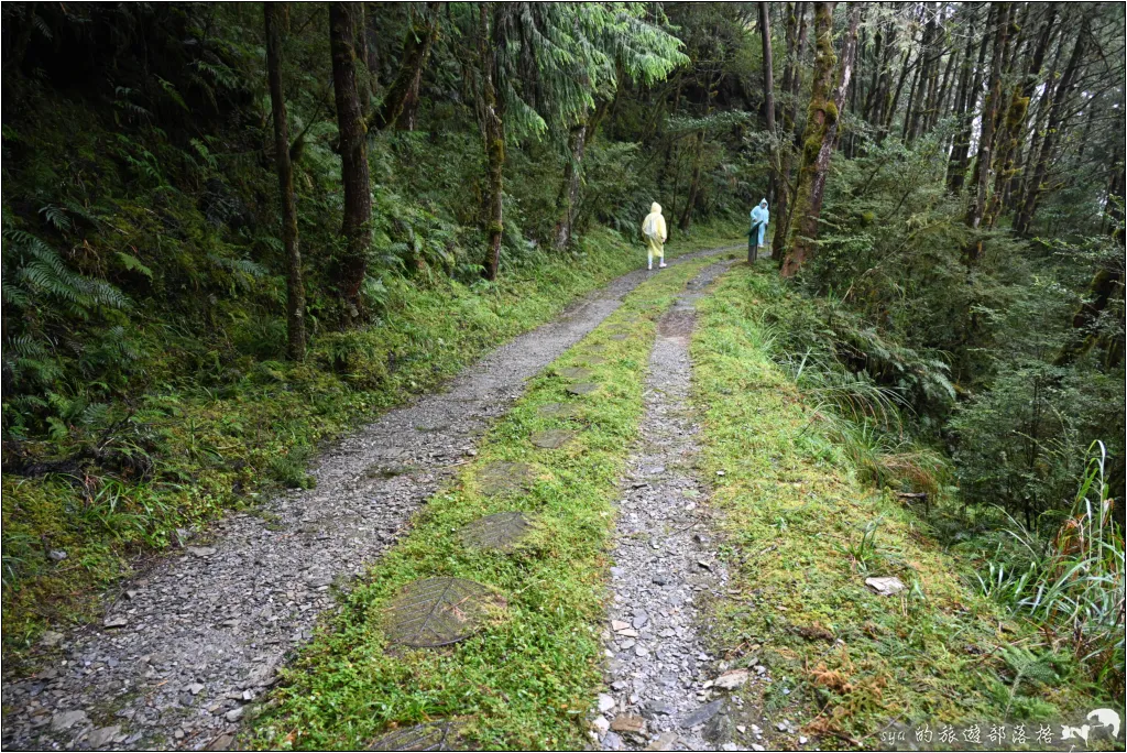 山毛櫸步道|秋季限定!雙腳走讀太平山的金黃色稜線美景 37 太平山 山毛櫸步道