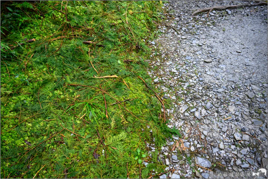 山毛櫸步道|秋季限定!雙腳走讀太平山的金黃色稜線美景 39 太平山 山毛櫸步道