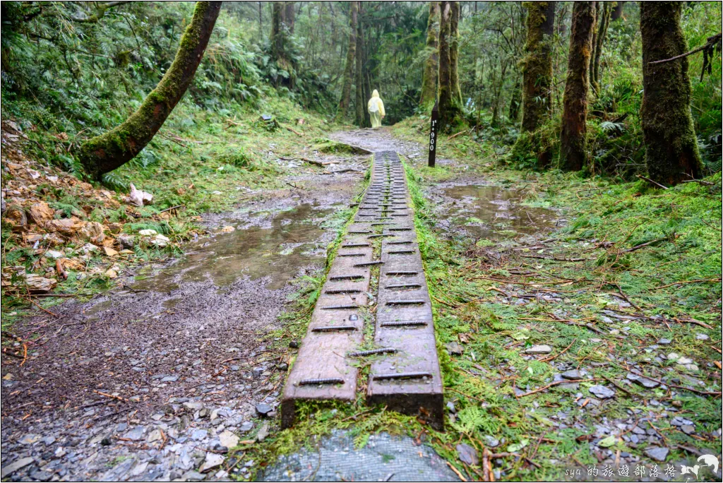 山毛櫸步道|秋季限定!雙腳走讀太平山的金黃色稜線美景 40 太平山 山毛櫸步道