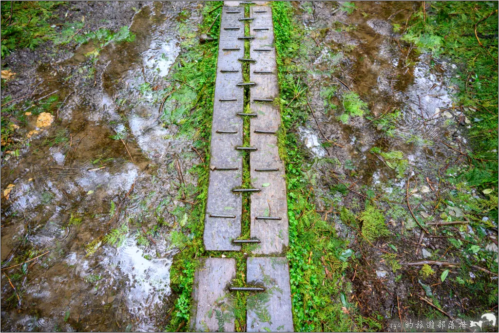 山毛櫸步道|秋季限定!雙腳走讀太平山的金黃色稜線美景 41 太平山 山毛櫸步道