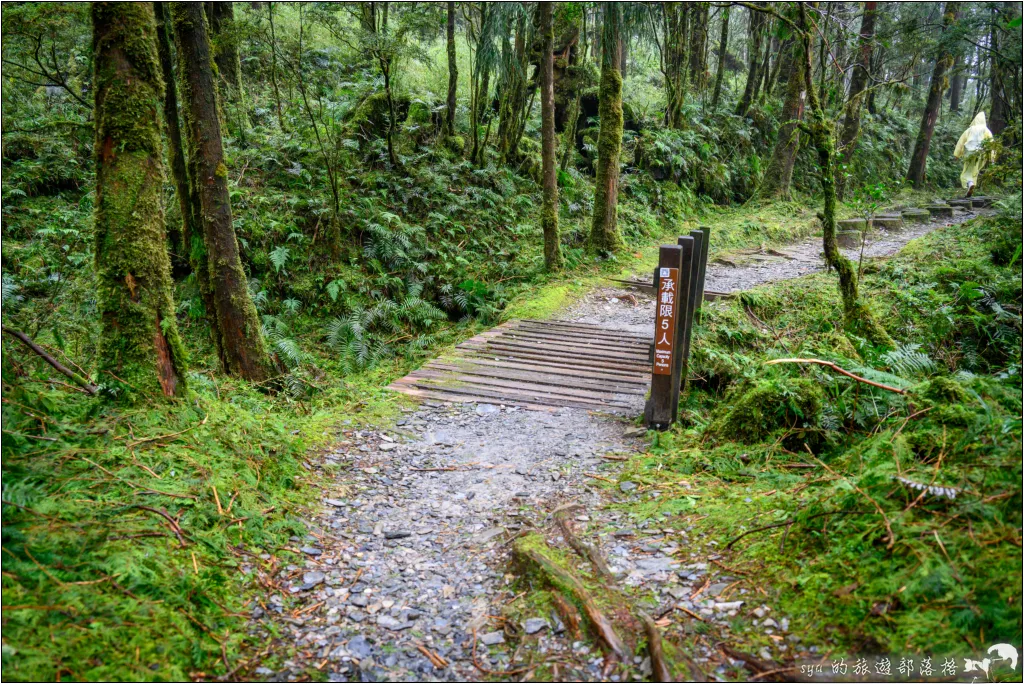 山毛櫸步道|秋季限定!雙腳走讀太平山的金黃色稜線美景 42 太平山 山毛櫸步道