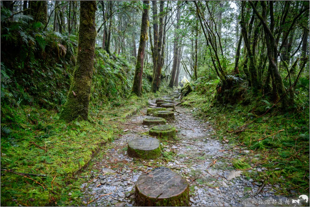 山毛櫸步道|秋季限定!雙腳走讀太平山的金黃色稜線美景 43 太平山 山毛櫸步道