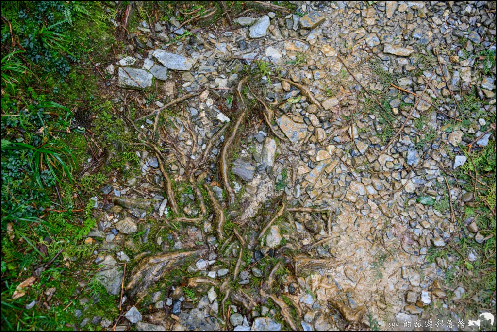 山毛櫸步道|秋季限定!雙腳走讀太平山的金黃色稜線美景 47 太平山 山毛櫸步道