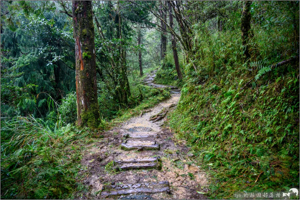 山毛櫸步道|秋季限定!雙腳走讀太平山的金黃色稜線美景 48 太平山 山毛櫸步道