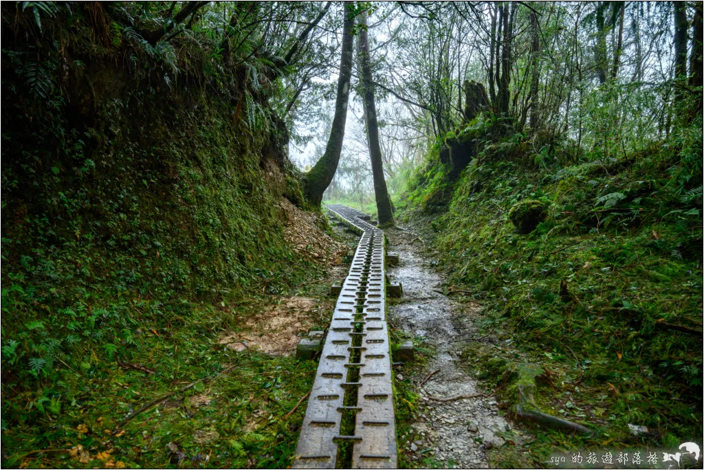 山毛櫸步道|秋季限定!雙腳走讀太平山的金黃色稜線美景 49 太平山 山毛櫸步道