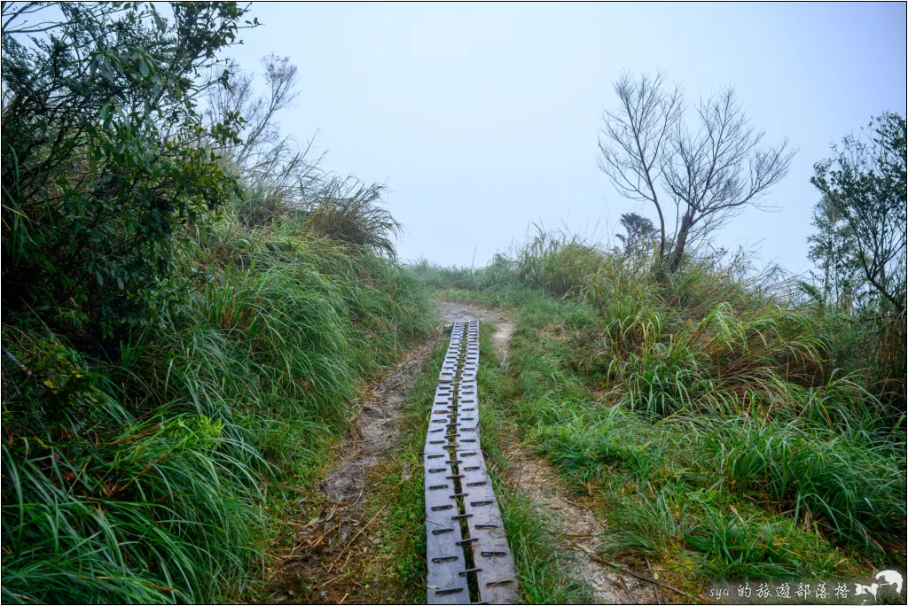 山毛櫸步道|秋季限定!雙腳走讀太平山的金黃色稜線美景 50 太平山 山毛櫸步道