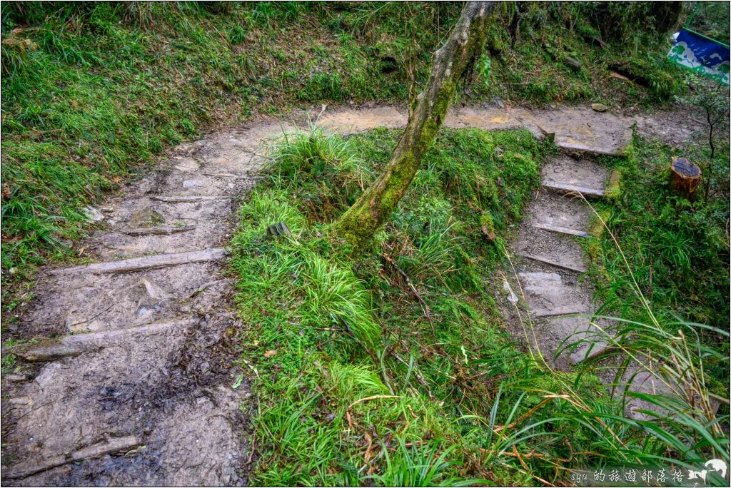 山毛櫸步道|秋季限定!雙腳走讀太平山的金黃色稜線美景 54 太平山 山毛櫸步道