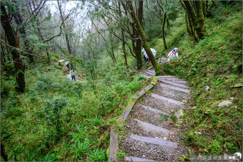 山毛櫸步道|秋季限定!雙腳走讀太平山的金黃色稜線美景 55 太平山 山毛櫸步道