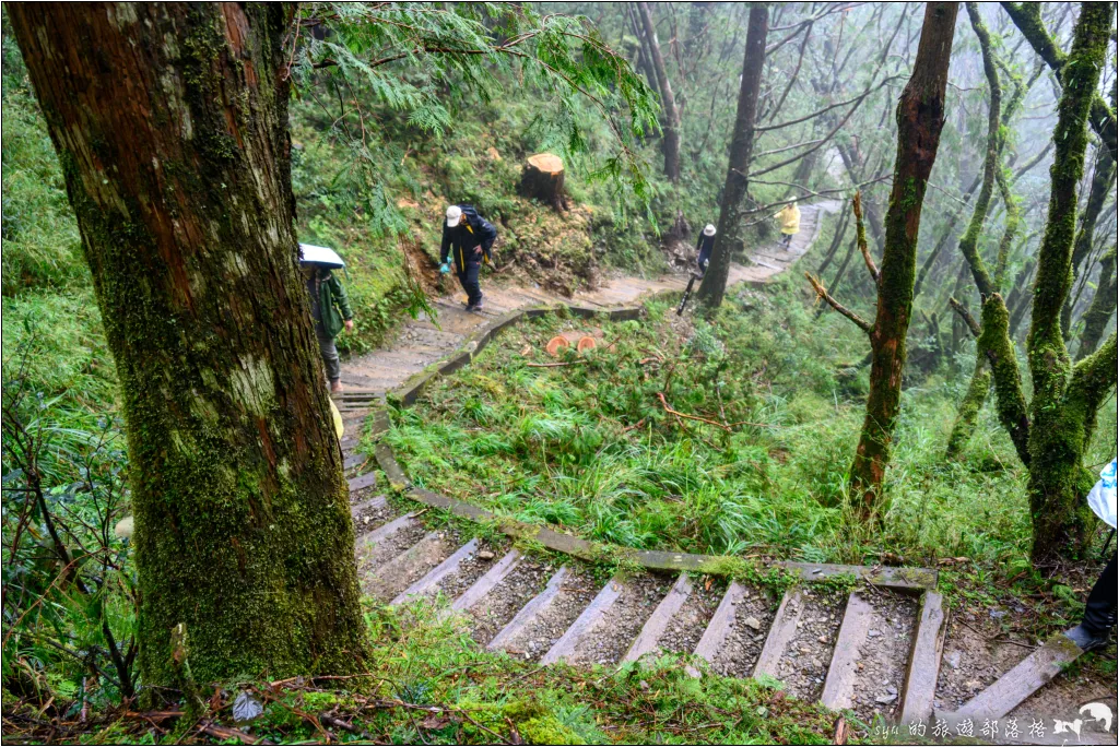 山毛櫸步道|秋季限定!雙腳走讀太平山的金黃色稜線美景 56 太平山 山毛櫸步道