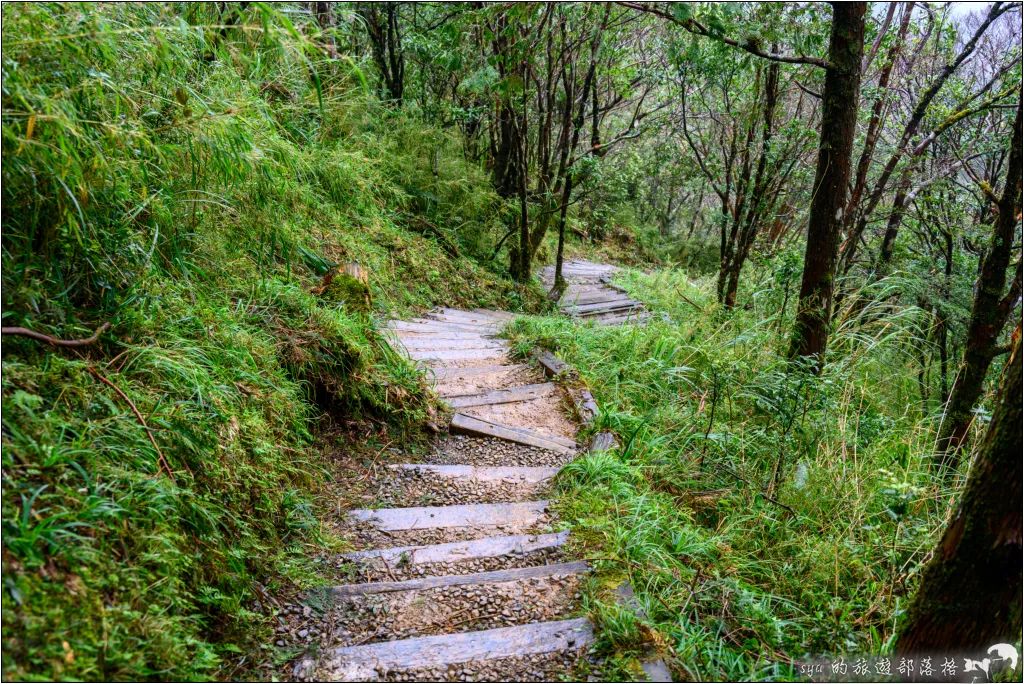 山毛櫸步道|秋季限定!雙腳走讀太平山的金黃色稜線美景 57 太平山 山毛櫸步道