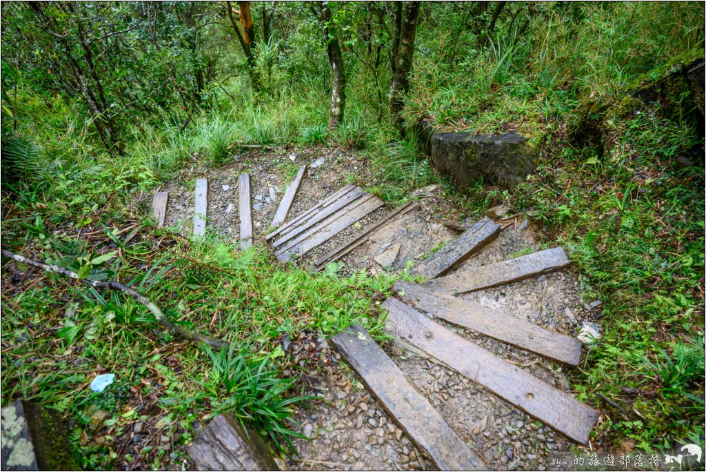 山毛櫸步道|秋季限定!雙腳走讀太平山的金黃色稜線美景 58 太平山 山毛櫸步道