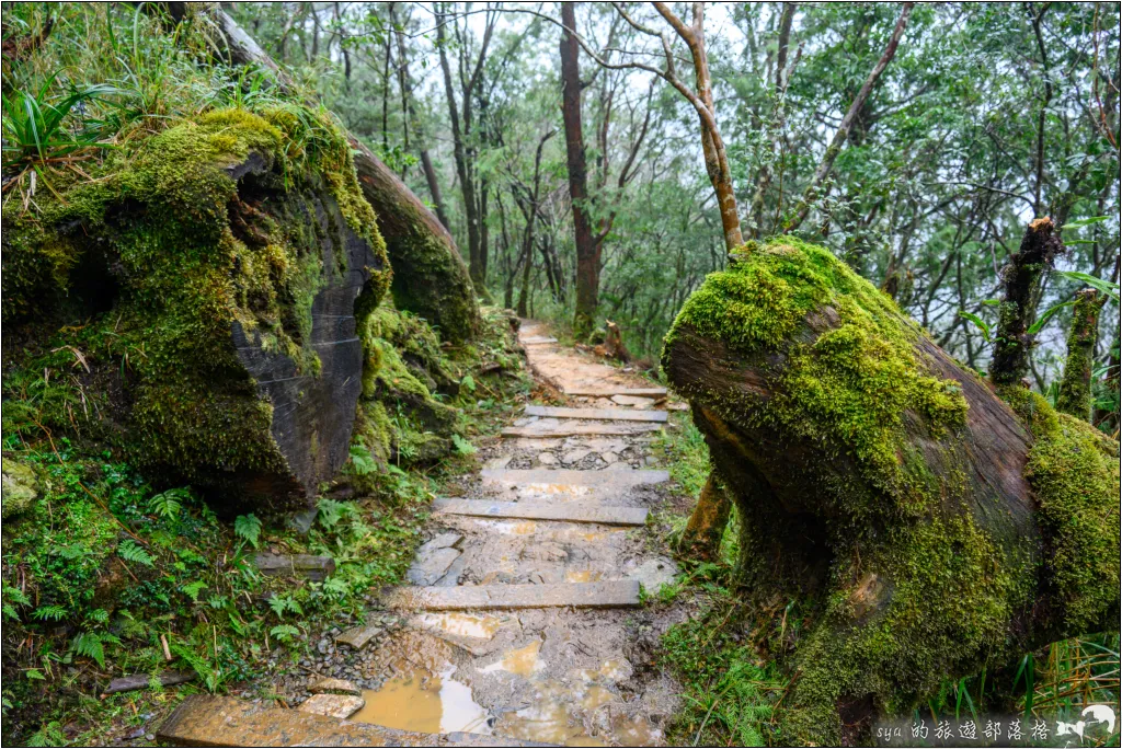 山毛櫸步道|秋季限定!雙腳走讀太平山的金黃色稜線美景 59 太平山 山毛櫸步道