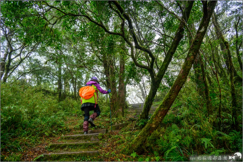 山毛櫸步道|秋季限定!雙腳走讀太平山的金黃色稜線美景 64 太平山 山毛櫸步道