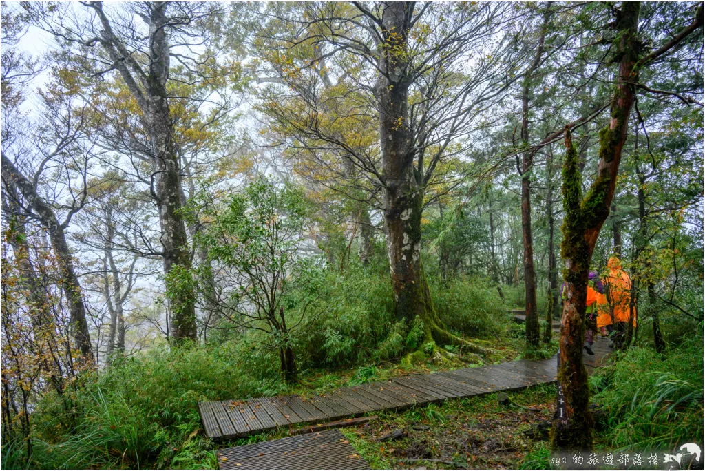 山毛櫸步道|秋季限定!雙腳走讀太平山的金黃色稜線美景 65 太平山 山毛櫸步道