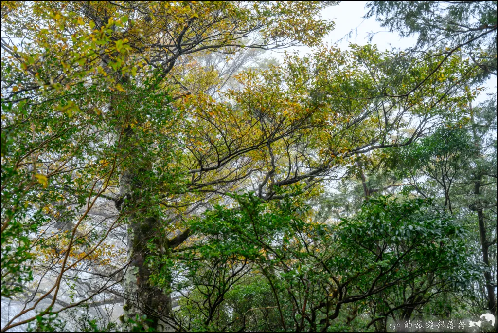 山毛櫸步道|秋季限定!雙腳走讀太平山的金黃色稜線美景 69 太平山 山毛櫸步道