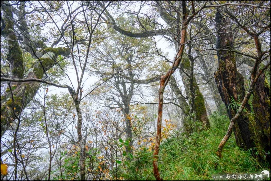 山毛櫸步道|秋季限定!雙腳走讀太平山的金黃色稜線美景 70 太平山 山毛櫸步道