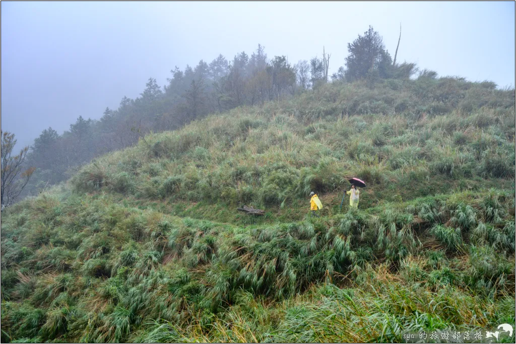 山毛櫸步道|秋季限定!雙腳走讀太平山的金黃色稜線美景 61 太平山 山毛櫸步道