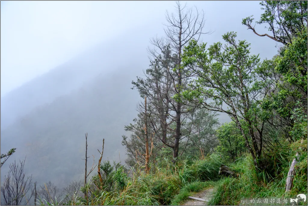 山毛櫸步道|秋季限定!雙腳走讀太平山的金黃色稜線美景 60 太平山 山毛櫸步道