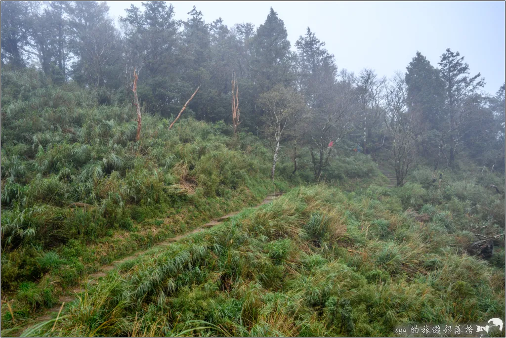 山毛櫸步道|秋季限定!雙腳走讀太平山的金黃色稜線美景 62 太平山 山毛櫸步道