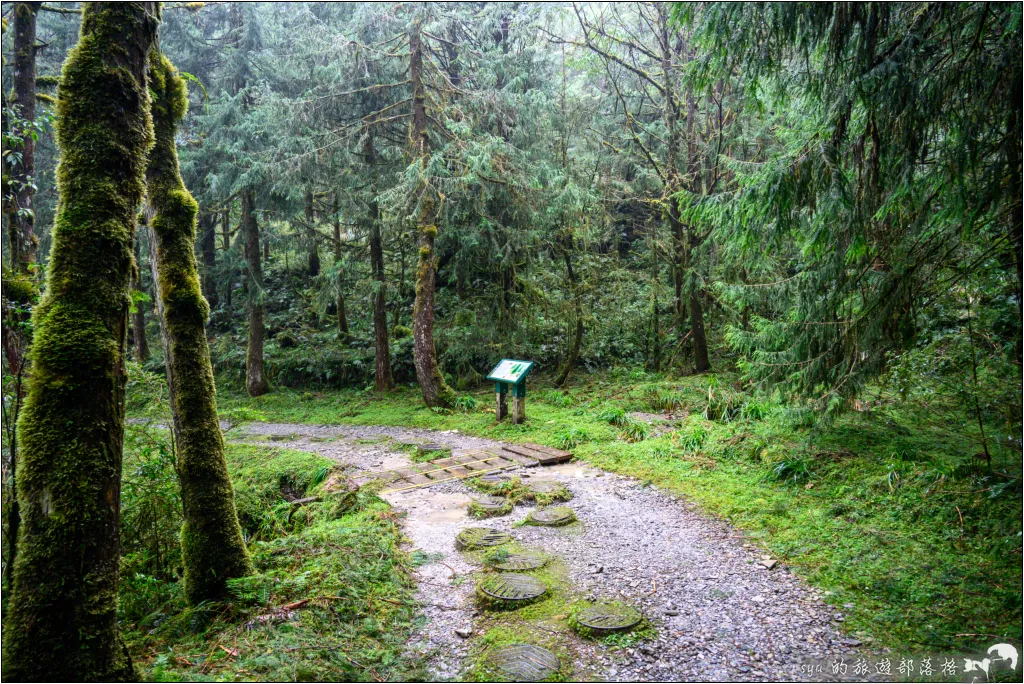 山毛櫸步道|秋季限定!雙腳走讀太平山的金黃色稜線美景 32 太平山 山毛櫸步道