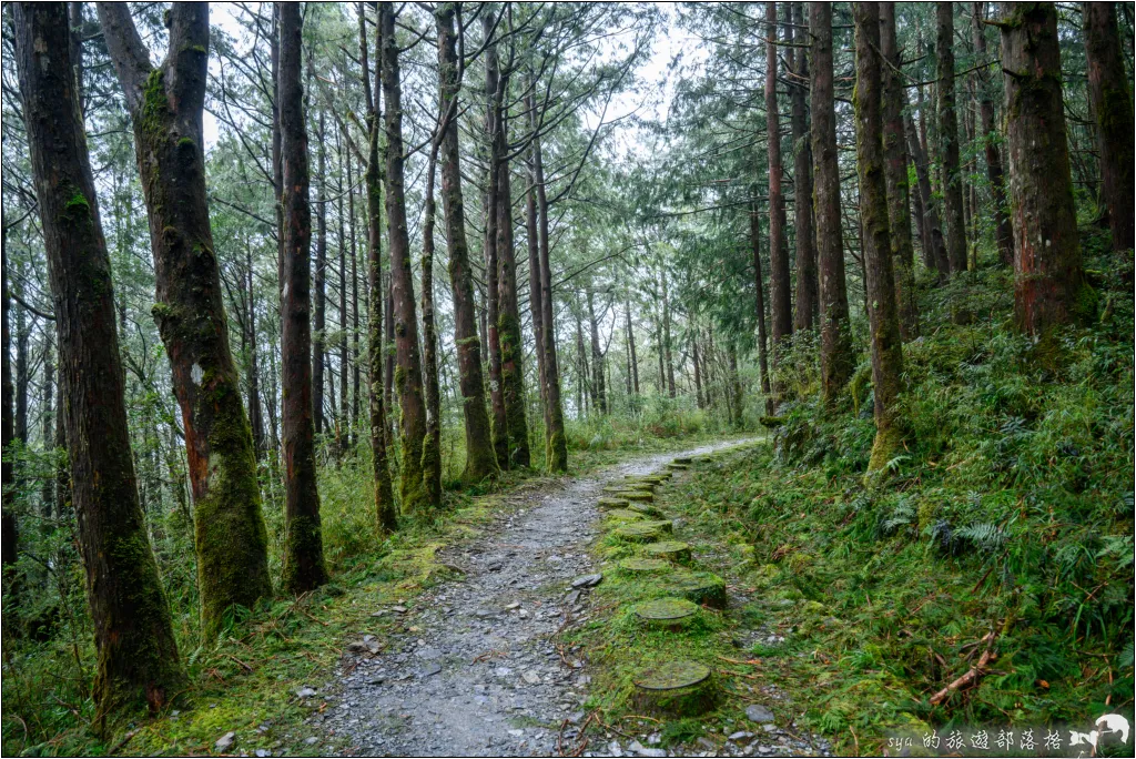 山毛櫸步道|秋季限定!雙腳走讀太平山的金黃色稜線美景 31 太平山 山毛櫸步道
