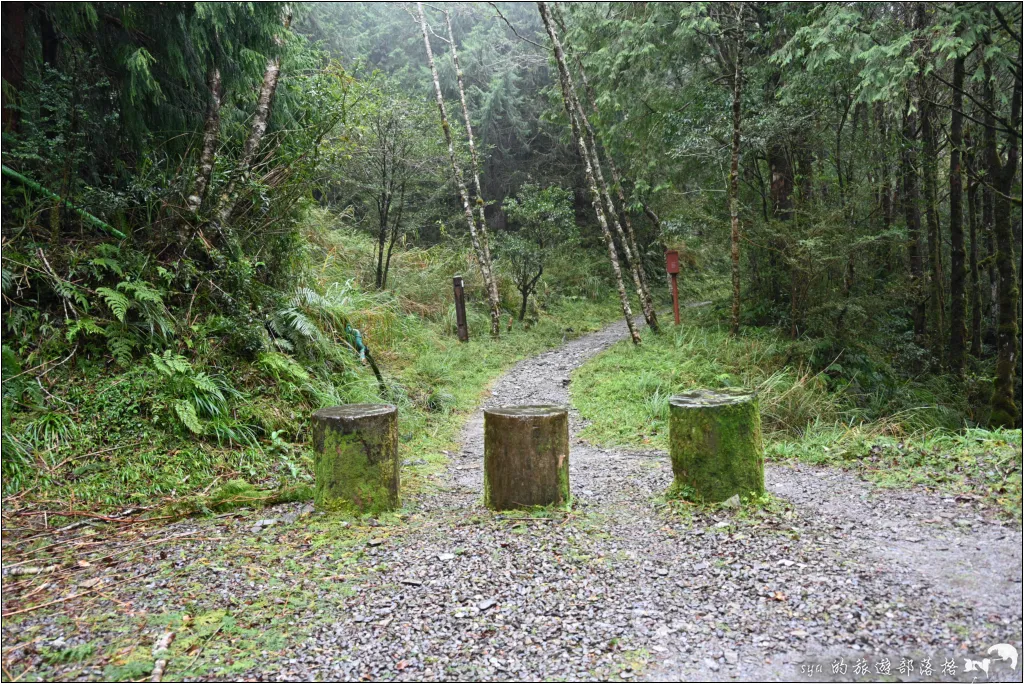 山毛櫸步道|秋季限定!雙腳走讀太平山的金黃色稜線美景 9 太平山 山毛櫸步道