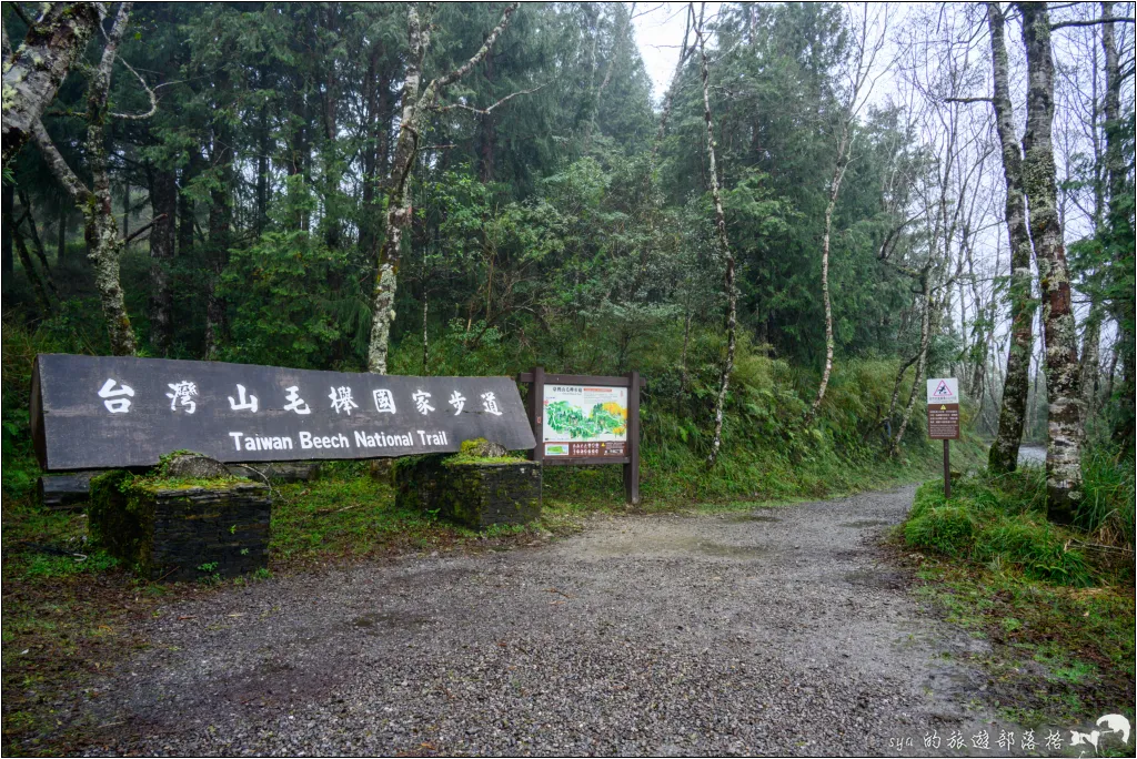 山毛櫸步道|秋季限定!雙腳走讀太平山的金黃色稜線美景 7 太平山 山毛櫸步道