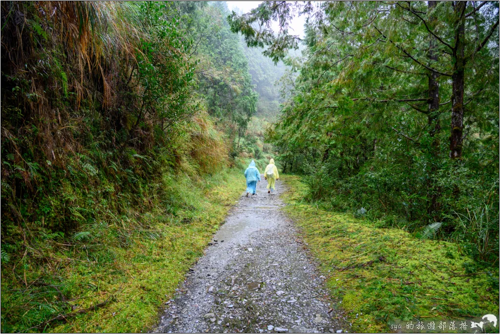山毛櫸步道|秋季限定!雙腳走讀太平山的金黃色稜線美景 10 太平山 山毛櫸步道