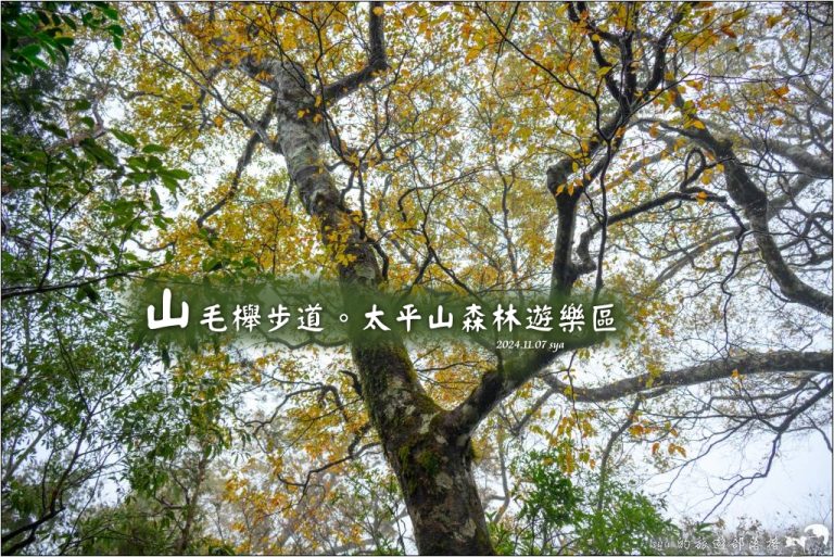 山毛櫸步道|秋季限定!雙腳走讀太平山的金黃色稜線美景 1 山毛櫸步道