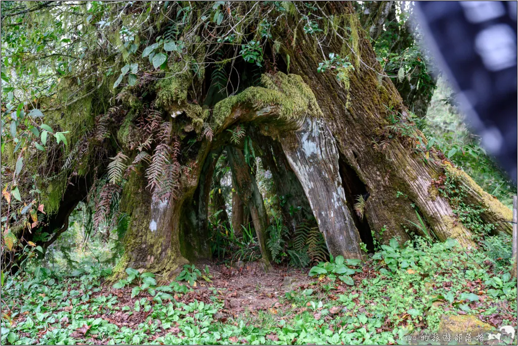 阿里山 | 日出、雲海、鐵路、森林、晚霞 (中) 19 鳴日號 阿里山森林遊樂區