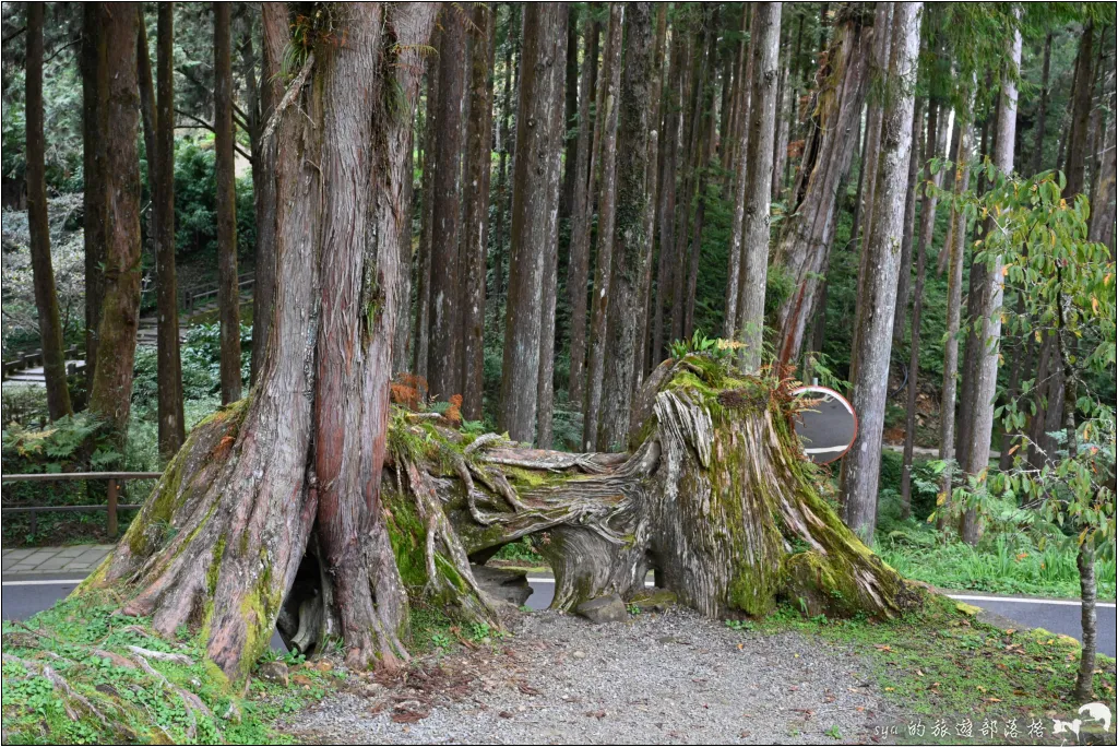 阿里山 | 日出、雲海、鐵路、森林、晚霞 (中) 18 鳴日號 阿里山森林遊樂區 象鼻木