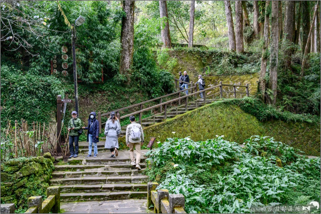 阿里山 | 日出、雲海、鐵路、森林、晚霞 (中) 10 鳴日號 阿里山森林遊樂區