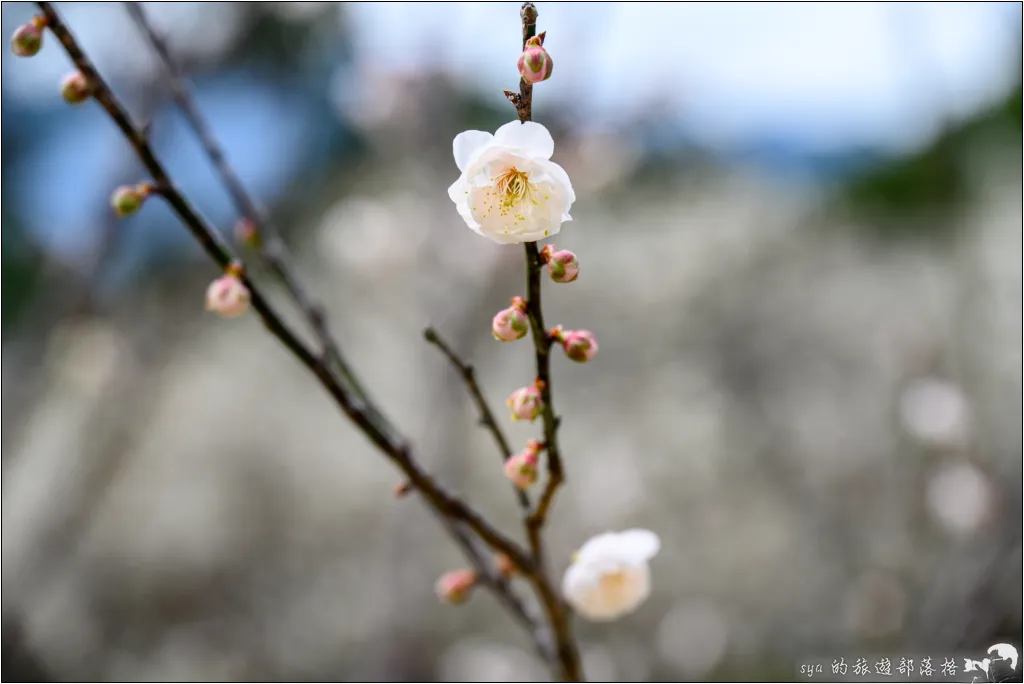 【桃園北橫 景點】角板山公園、角板山行館 15 角板山公園、角板山行館、角板山梅花季、角板山戰備隧道