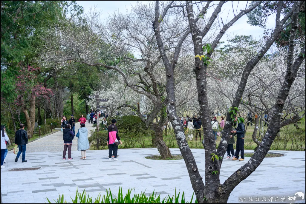 【桃園北橫 景點】角板山公園、角板山行館 53 角板山公園、角板山行館、角板山梅花季、角板山戰備隧道